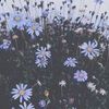 alexe_27